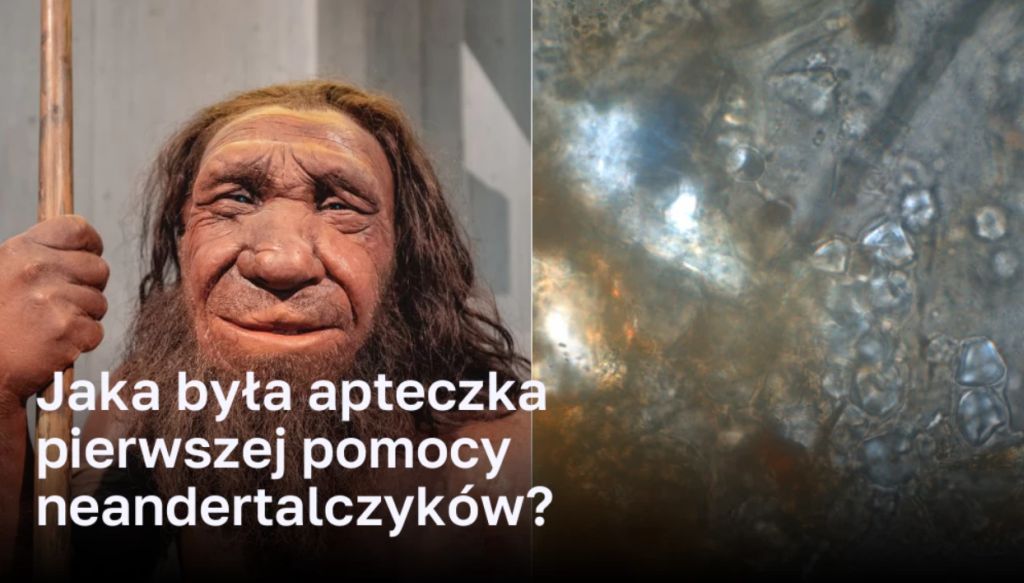 Jaka By a Apteczka Pierwszej Pomocy Neandertalczyk w Mojapodroz